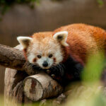 Un panda roux sur une branche; symbole de biodiversité