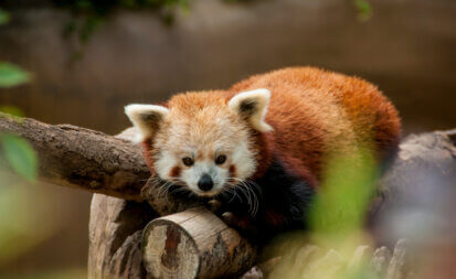 Un panda roux sur une branche; symbole de biodiversité