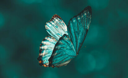 Un papillon bleu vert en plein vol, symbole de la biodiversité