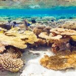ocean corail biodiversite algues