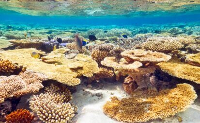 ocean corail biodiversite algues