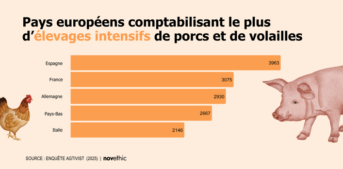 Classement des pays européens comptabilisant le plus d’élevages intensifs de porcs et de volailles 