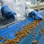 Une usine de transformation d'insectes