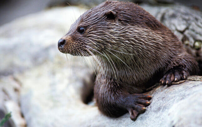 La loutre d'Europe est protégée depuis 1981. - IStock