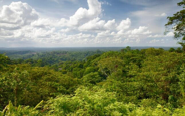 La forêt amazonienne, en Guyane, est une grande source de biodiversité pour la France. - iStock